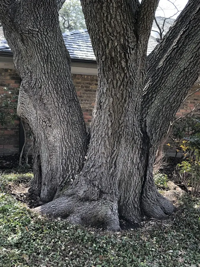 Mature heritage tree close to a San Ramon property cared for by certified arborists